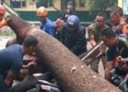 Harta Benda Tertimpa Pohon Tumbang, Warga Cimahi Bisa Ajukan Klaim Asuransi