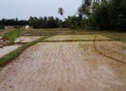Tingkatkan Hasil Panen, Areal Persawahan Blang Seumasang Dilakukan Tanam Padi Serentak