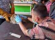 Cegah Rabies, Vaksinasi Digratiskan Dispangtan Kota Cimahi
