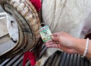 Pastikan Hewan Kurban Sehat, DKPP Kota Bandung Pasangkan Kalung dengan Barcode