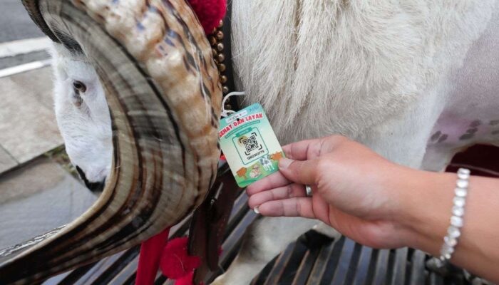 Pastikan Hewan Kurban Sehat, DKPP Kota Bandung Pasangkan Kalung dengan Barcode