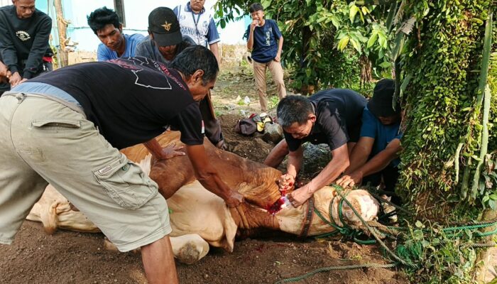 Owner CV Dua Putri Subang Beserta Karyawan Berkurban 3 Ekor Sapi untuk Masyarakat
