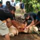 Owner CV Dua Putri Subang Beserta Karyawan Berkurban 3 Ekor Sapi untuk Masyarakat