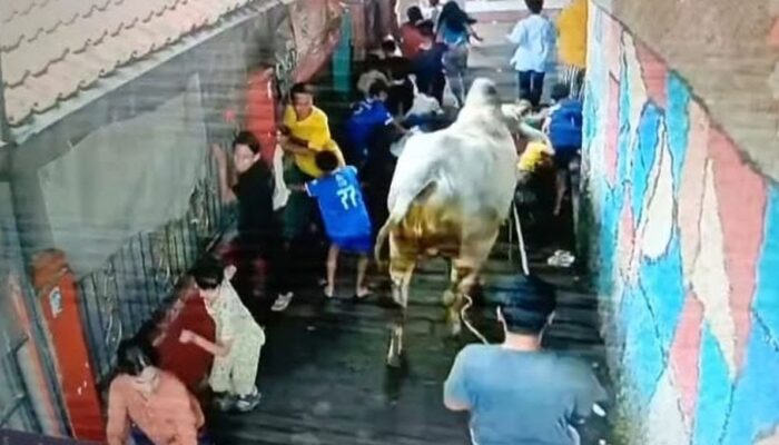 Sapi Kurban Ngamuk, Lima Warga Diseruduk dan Diinjak