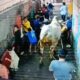 Sapi Kurban Ngamuk, Lima Warga Diseruduk dan Diinjak