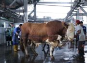 DKPP Kota Bandung Mencatat Penurunan Sapi Kurban yang Dipotong RPH pada Idul Adha 2025