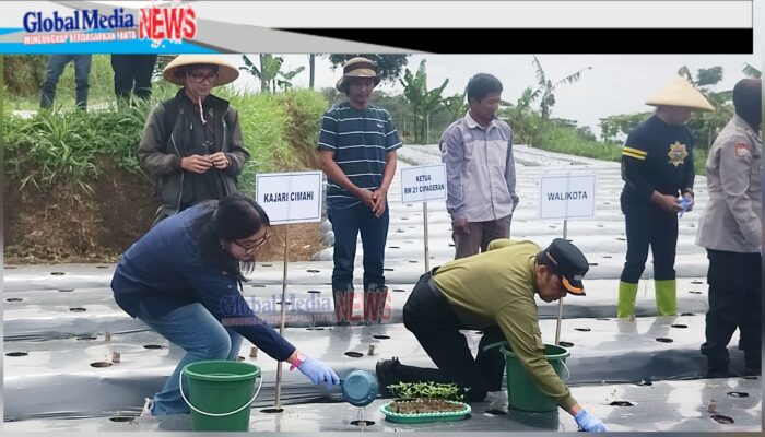 Kajari Cimahi Ikut Tanam Cabai, Siap Dukung Ketahanan Pangan